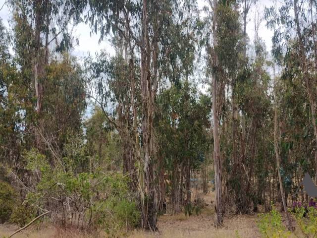 Área para Venta en Algarrobo - 5
